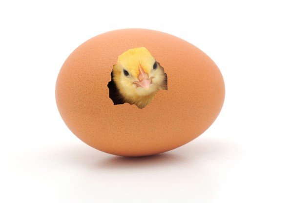 Chicken-or-Egg.jpg