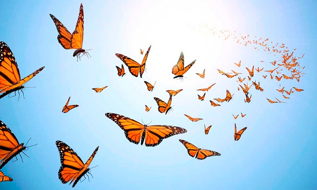 Butterfly-flies-away.jpg